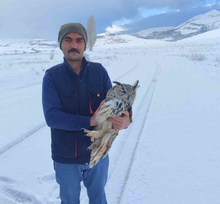 Bayburt’ta duyarlı vatandaşın yaralı halde bulduğu puhu kuduz çıktı