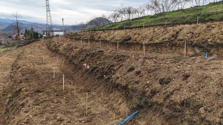 Ordu’da fındıkta verimi arttırmak için yeni teknikler