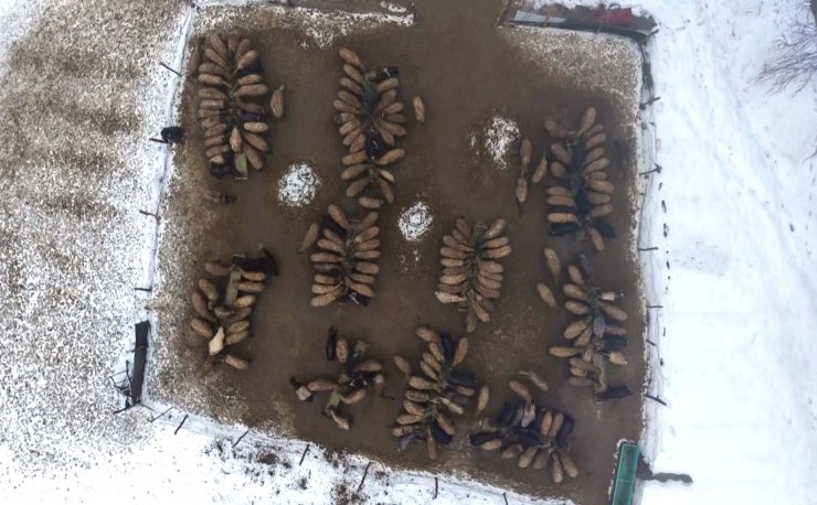 Muş’ta devlet desteğiyle hayvan sayısı arttı