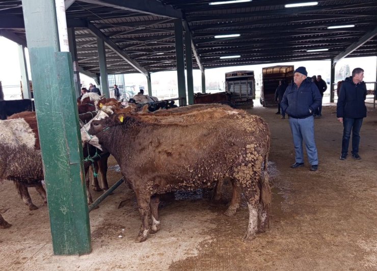 Tavşanlı hayvan pazasında Kurban Bayramı öncesi hareketlilik erken başladı