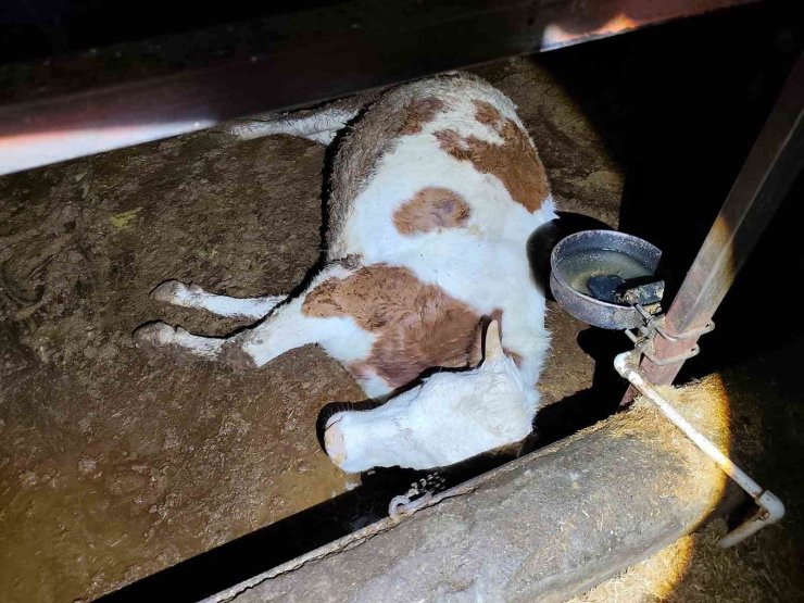 Elektrik kaçağı 8 büyükbaş hayvanı telef etti