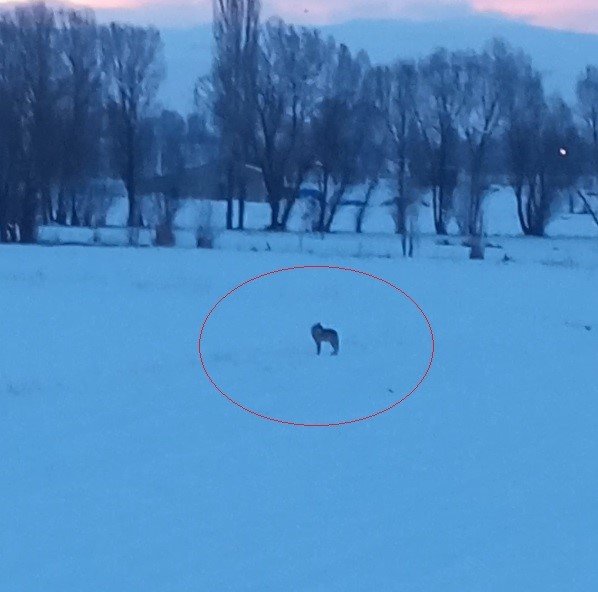 Bayburt’un Arpalı beldesinde 3 kurt görüldü