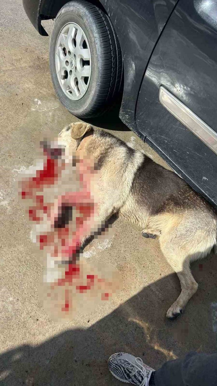 Tavuklarını yiyen köpekleri öldürünce tutuklandı