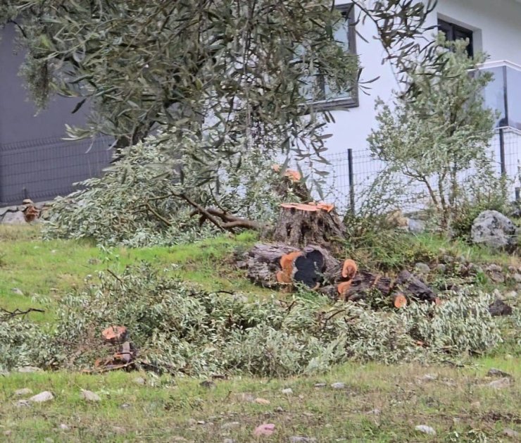 Zeytin ağaçlarını kesen ve görevinden istifa eden CHP’li başkana 36 bin 762 lira para cezası