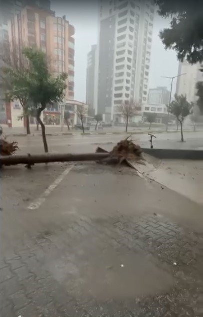 Adana’da fırtına ağaçları yerinden söktü