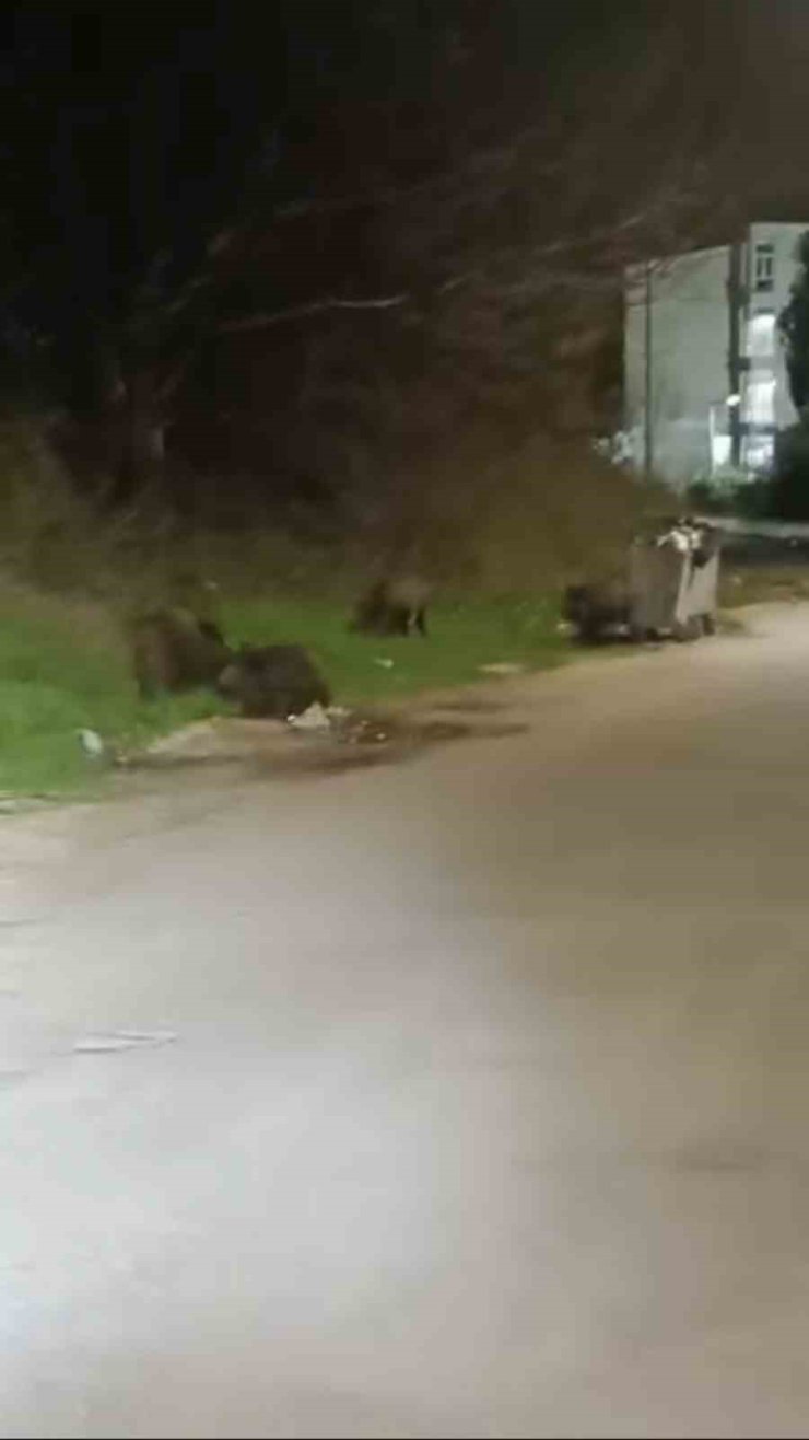 Bursa’da aç kalan domuz sürüsü şehre indi