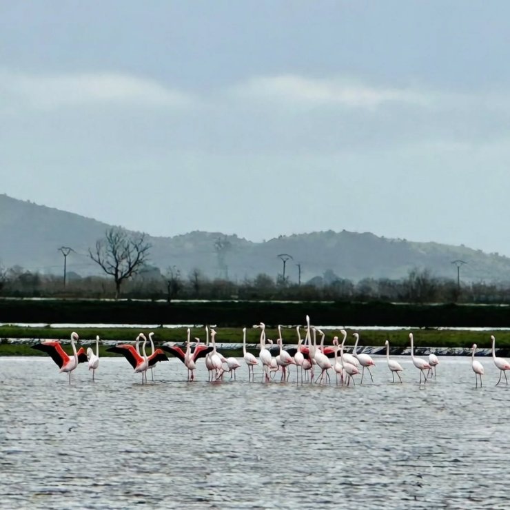 Tarlaları su bastı, flamingolar keyfini sürdü
