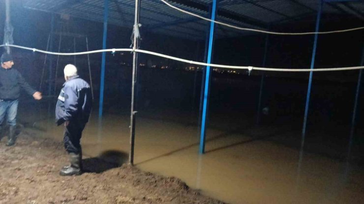 Koçarlı’da su baskını sonrası hayvan tahliyesi sürüyor