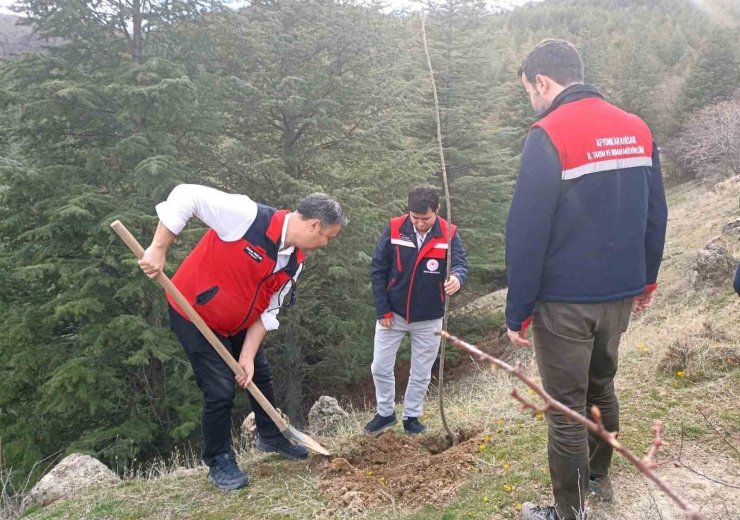 Afyonkarahisar’da 2 bin kestane fidanı toprakla buluşturuldu