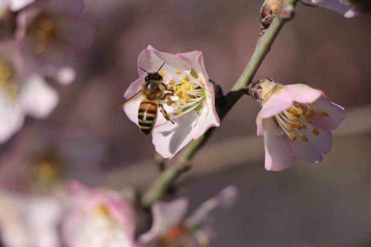 Amasya’da badem ağaçları çiçek açtı