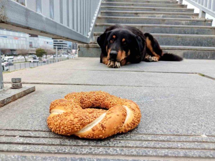Samsun’da 1 yılda 60 bin hayvana çip takıldı