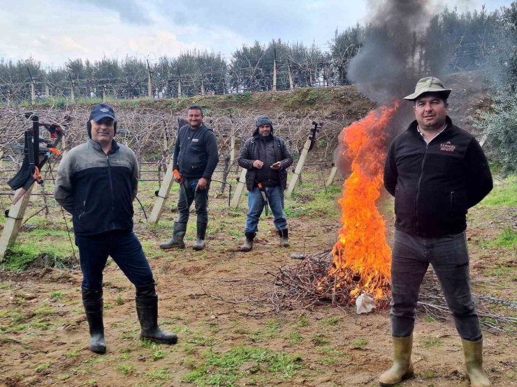 Üzüm bağlarında zorlu budak mesaisi