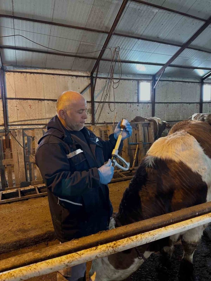 Aydıntepe’de şap aşılama ve küpeleme çalışmaları sürüyor