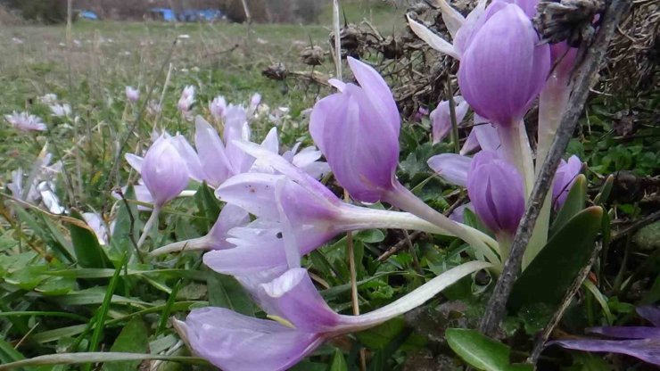 Bolu’da baharın müjdecisi çiğdemler çiçek açtı