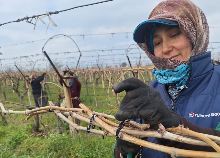 Sarıgöl Ovası’ndaki bağlarda hummalı çalışma