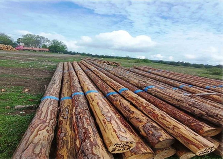 Samsun’da orman üretiminden 1,7 milyar TL katkı