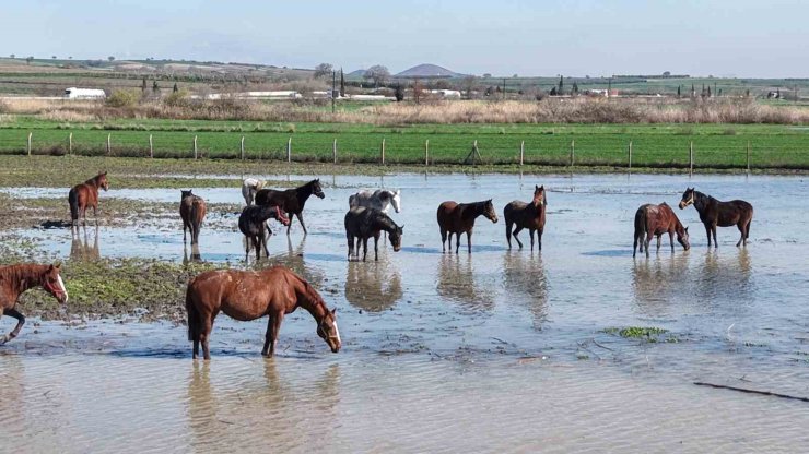 Milyonluk yarış atları da su altında kaldı