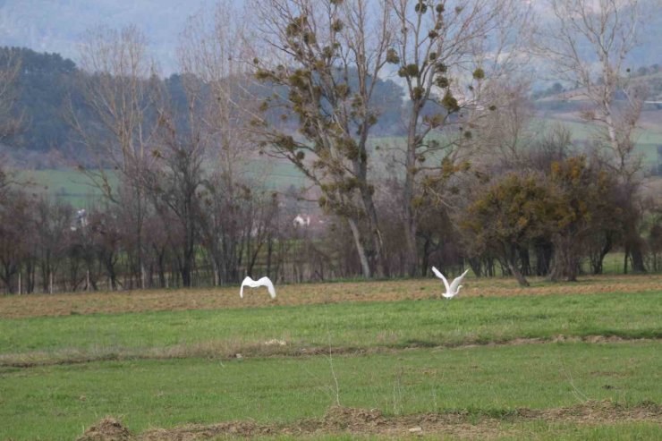 Nadir rastlanan beyaz balıkçıl kuşlar Bolu’da görüntülendi