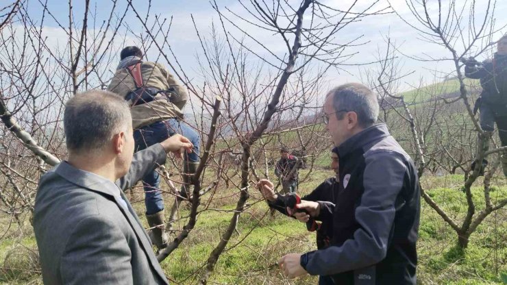 İl Müdürü Ayvalık budama çalışmalarını yerinde inceledi