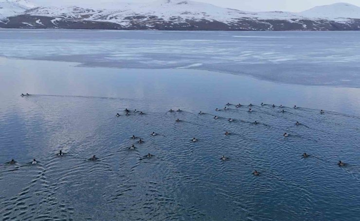 Nazik Gölü’nde buzlar çözüldü, ördeklerin dansı hayran bıraktı