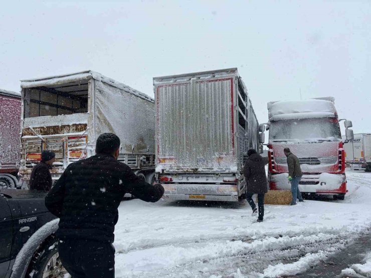 Erzincan’da yolda kalan 200 büyükbaş hayvana yem takviyesi