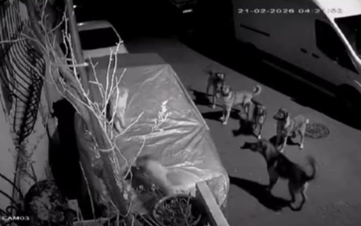 Başakşehir’de başıboş köpeklerin saldırdığı kedi öldü