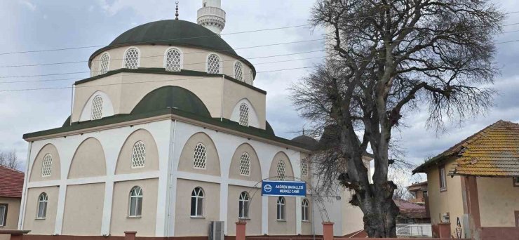 Samsun’da asırlık çitlembik ağacı için ’koruma’ çağrısı