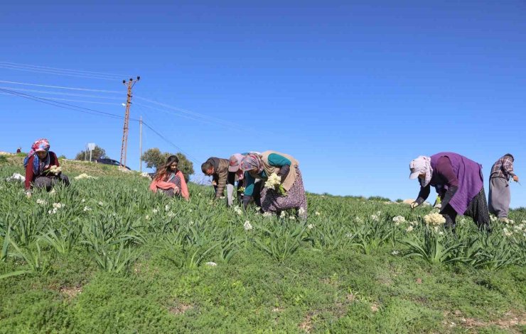 Mersin’de atıl araziler nergisle değerlendi, üretim 10 kat arttı