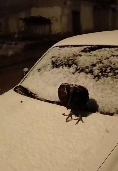 Kümesine giremeyen tavuk otomobil üzerine yumurtladı