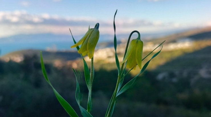 Ağlayan Gelinler çiçek açtı