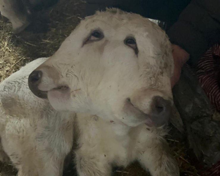 Erzurum’da çift başlı buzağı dünyaya geldi