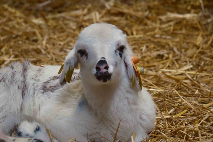 Koyunlara suni tohumlama geliyor