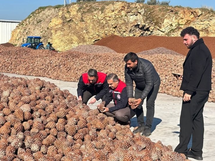 Koçarlı’da Çam Fıstığı işleme tesisindeki çalışmalar yerinde incelendi