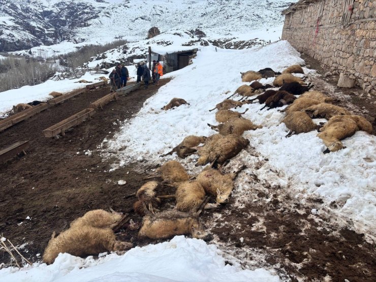 Erzincan’da yemden zehirlendikleri düşünülen 80 koyun telef oldu