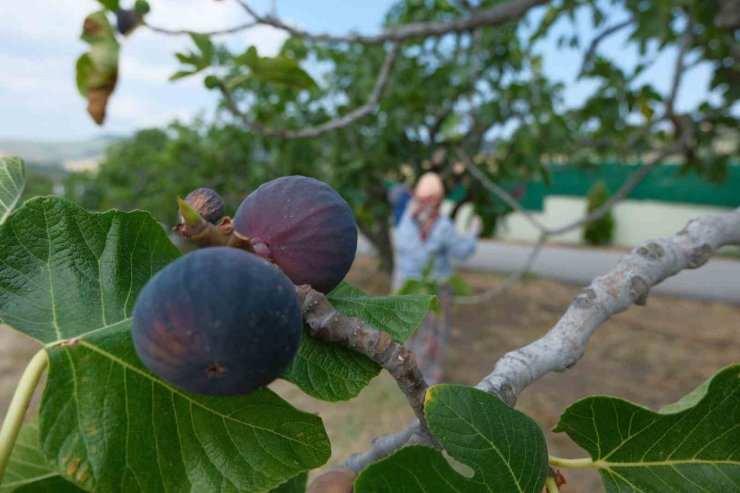 Bozdoğan’da bir yılda 2 bin incir fidanı toprakla buluştu