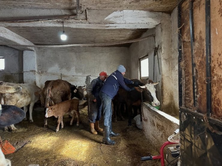 Aydıntepe’de 2026 ilkbahar şap aşılama kampanyası tamamlandı