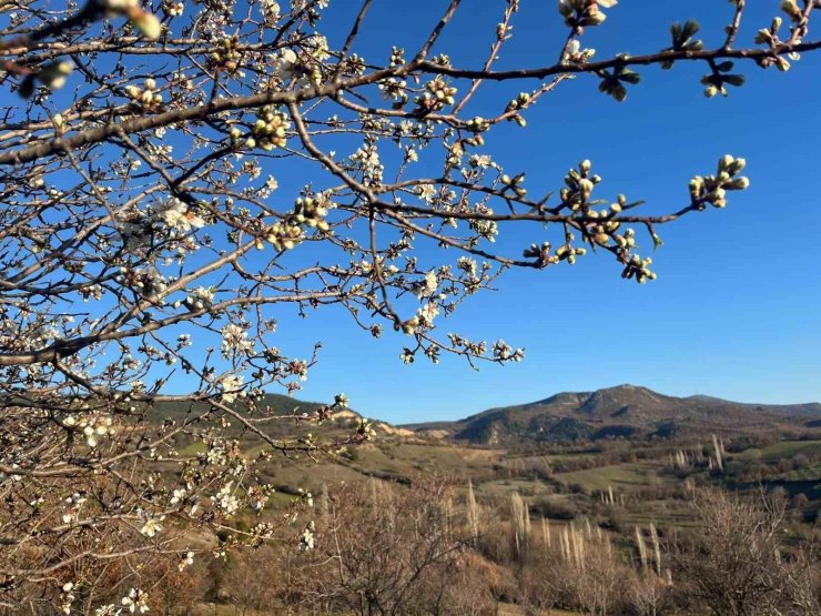 Emet’te badem ağaçları çiçek açtı