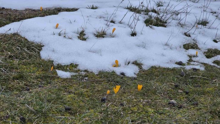 Kar ve çiçek açan çiğdemler yan yana