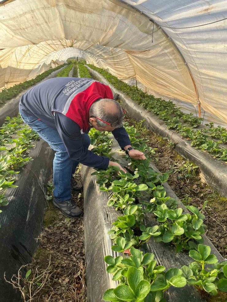 Aydın’da hasat öncesi çilek bahçeleri kontrol edildi