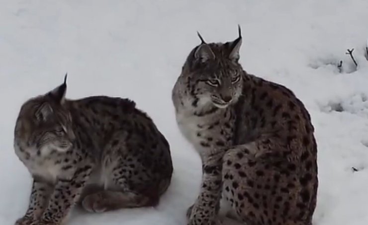 "Ormanın hayaleti" vaşak ailesi Refahiye’de havadan görüntülendi