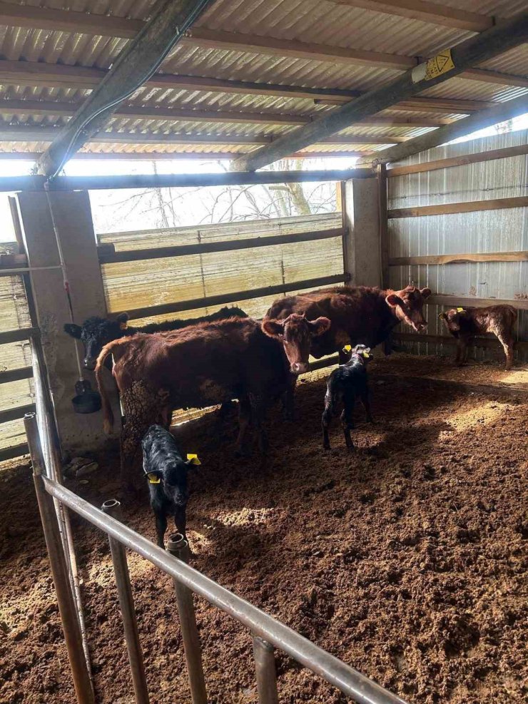 Çaycuma’da yeni doğan buzağılar kayıt altına alındı