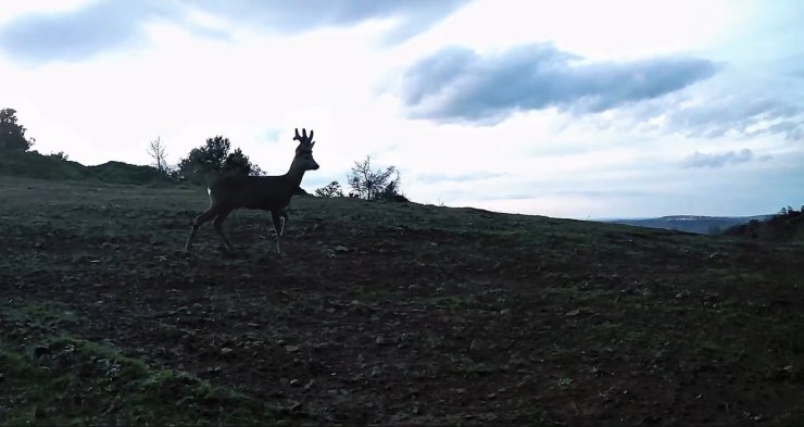 Ganos Dağları’nda karacalar fotokapana yakalandı