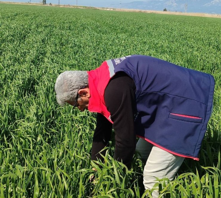 Didim’de hububat ekili araziler temiz çıktı