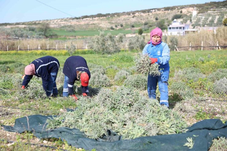 Didim’de ada çayı hasadı yapıldı