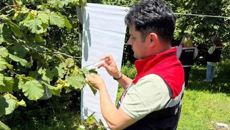 Çarşamba Ovası’nda kokarcayla mücadele