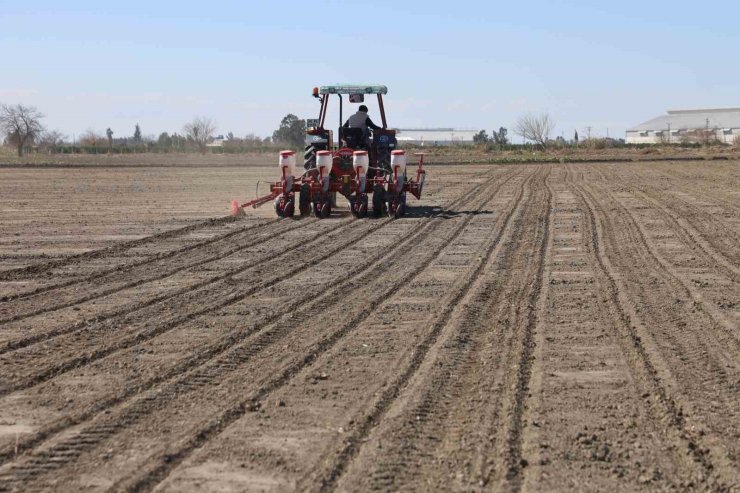 Çukurova’nın bereketli toprakları mısır ve ayçiçeği tohumları ile buluştu