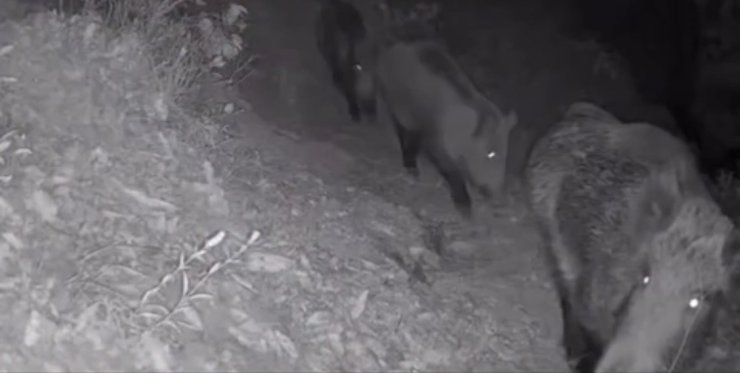 Diyarbakır’da yaban hayvanları foto kapana yakalandı