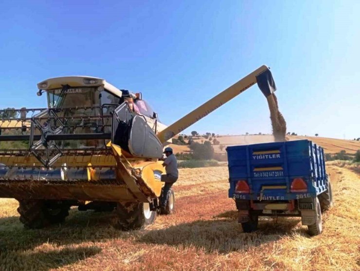 Türkiye’nin yem bitkisi ihtiyacını Samsun karşılıyor