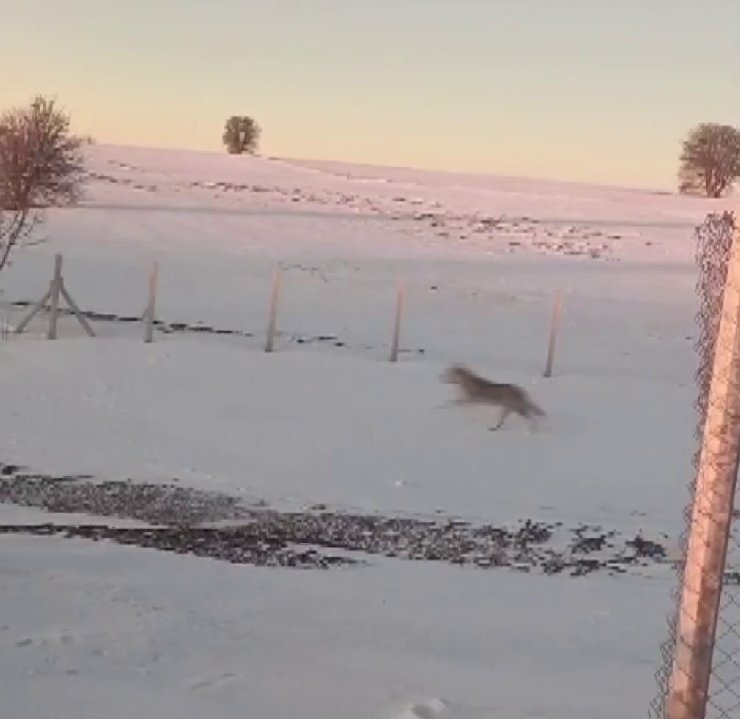 Sürüden ayrılarak mahsur kalan kurt, cep telefonu ile görüntülendi