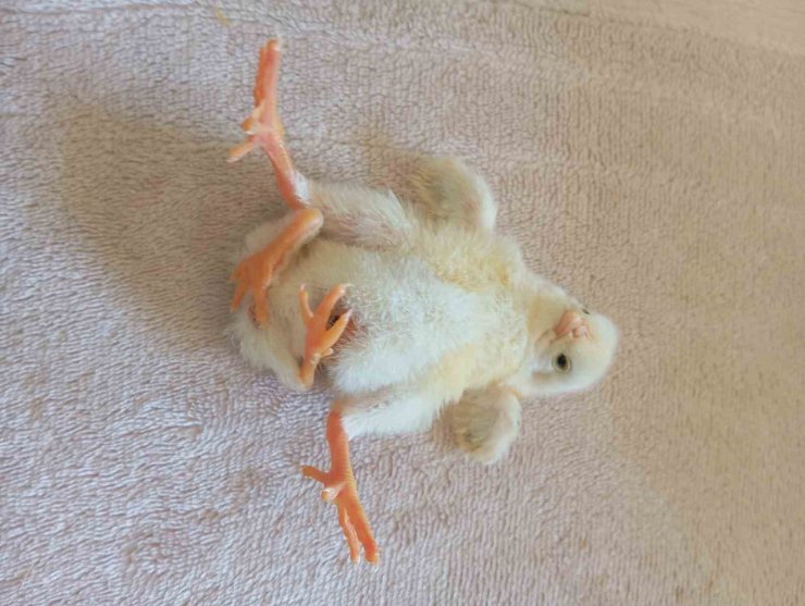 Diyarbakır’da dört ayaklı civciv şaşırttı